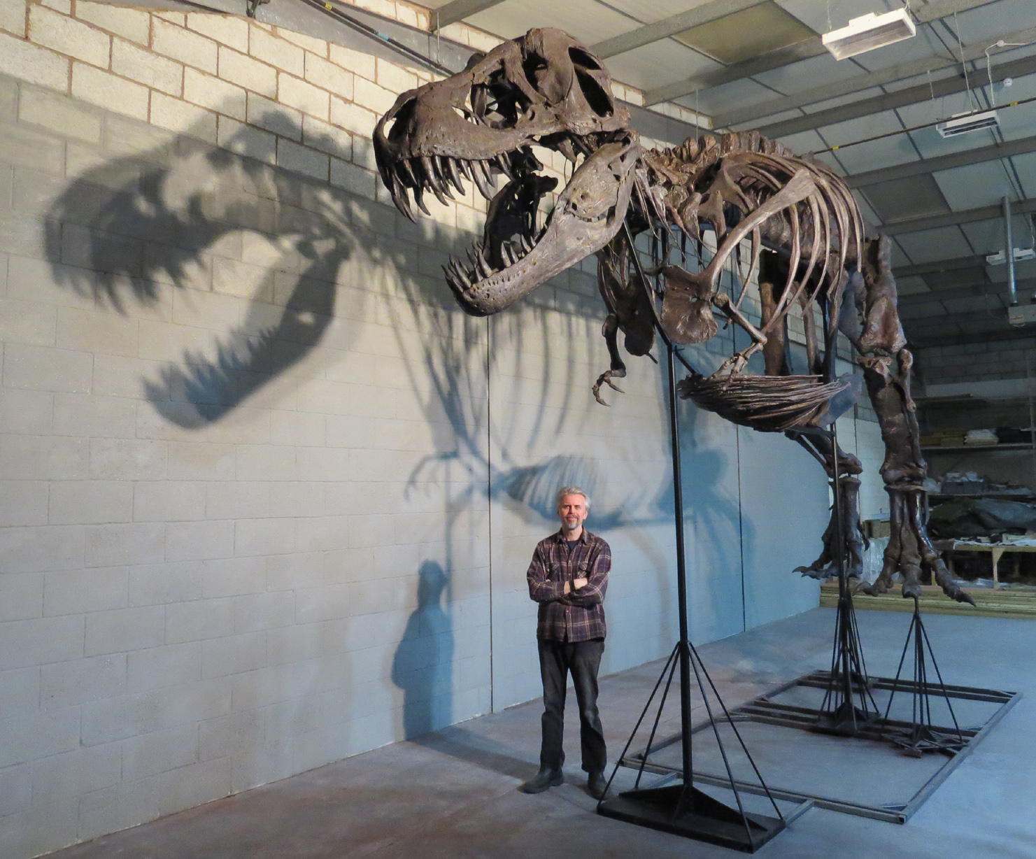 titus t rex skeleton